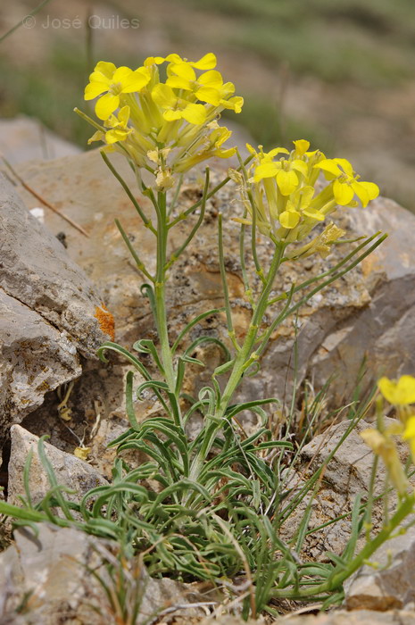 Sierra de Javalambre, TE
