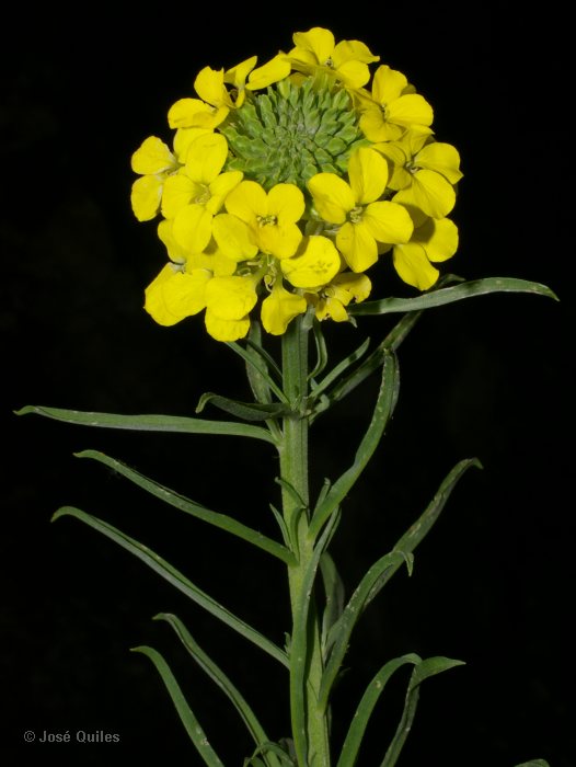 Sierra de Cazorla, J