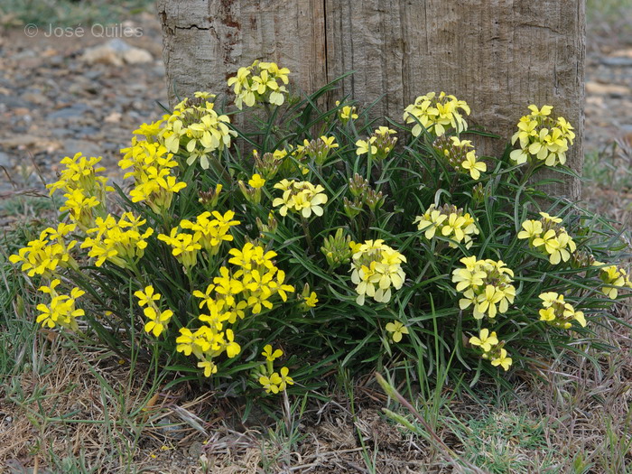 Sierra de G�dor, AL