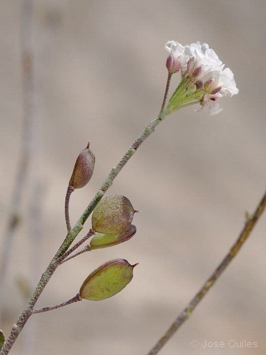 Sierra Mar�a, AL