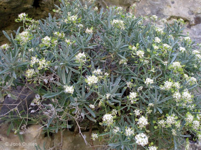 Sierra de El Toro, CS