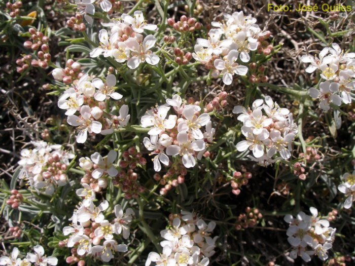 Sierra de Aitana, A