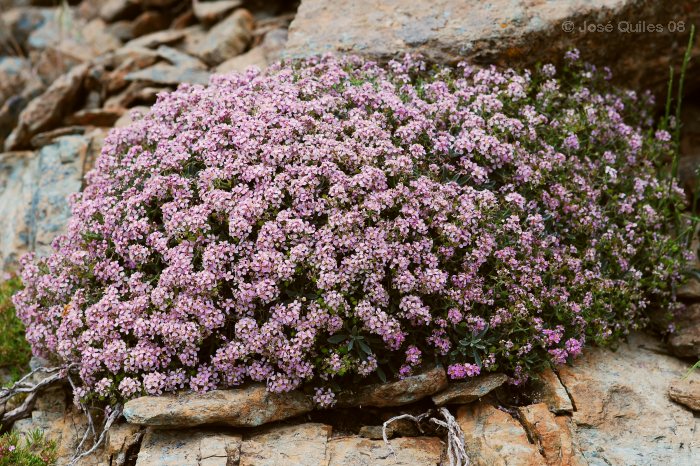 Sierra Nevada, AL