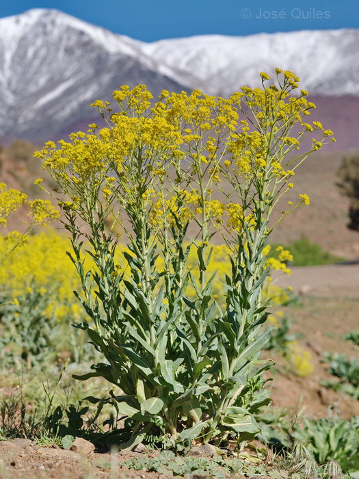 Alto Atlas, Marruecos