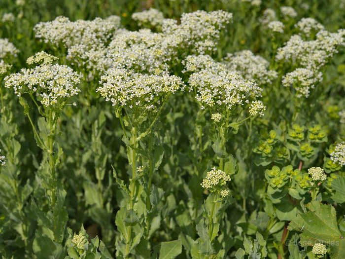 Huerta de Valencia