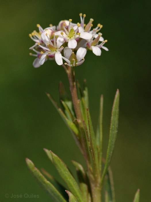 Albufera de Valencia