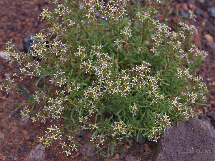 P.N. Garajonay, La Gomera