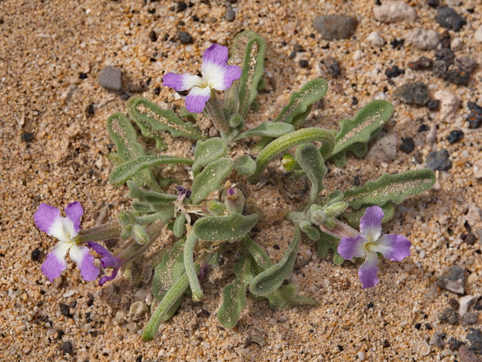 Pen�nsula de Jand�a, Fuerteventura