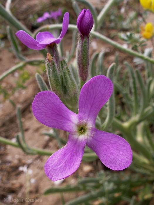 Devesa del Saler