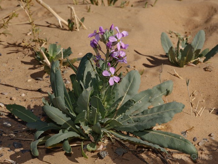 Tafilalt, Marruecos