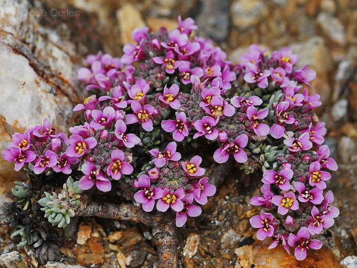 Sierra Nevada, AL