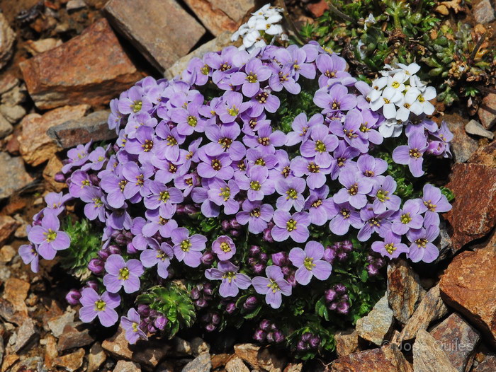 Petrocallis pyrenaica
