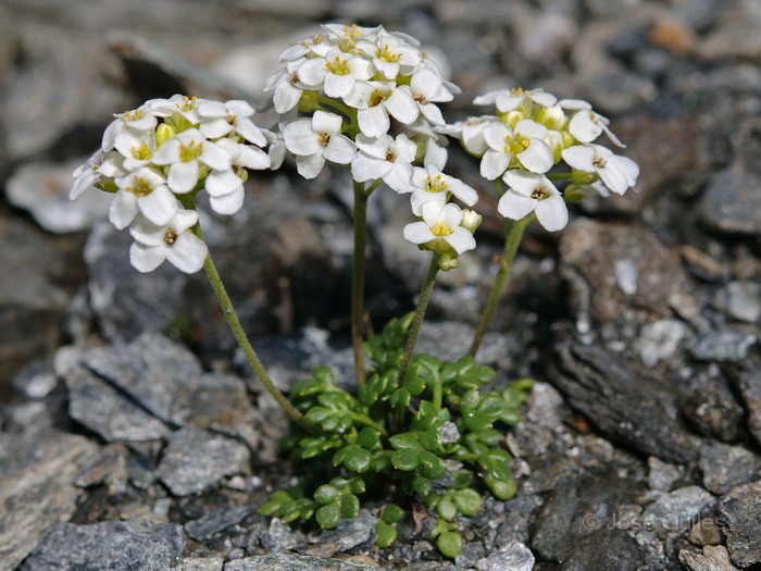 Cirque de Troumouse, Hautes-Pyr�n�es