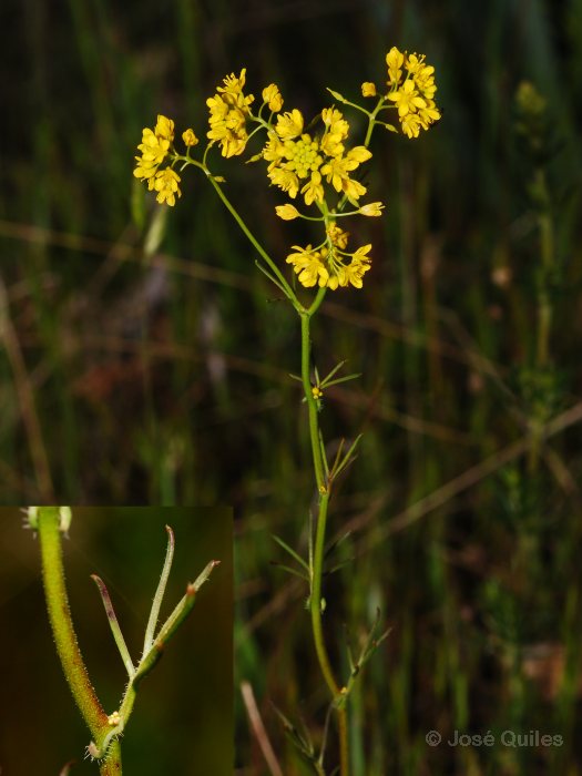 Sierra de Urbi�n, SO