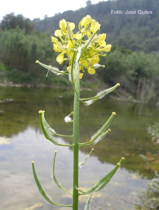 Sierra de Buixcarr�, V