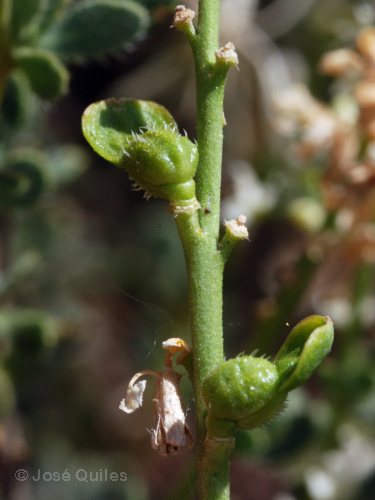 Vella pseudocytisus ssp. pseudocytisus. Sierra Mar�a, AL