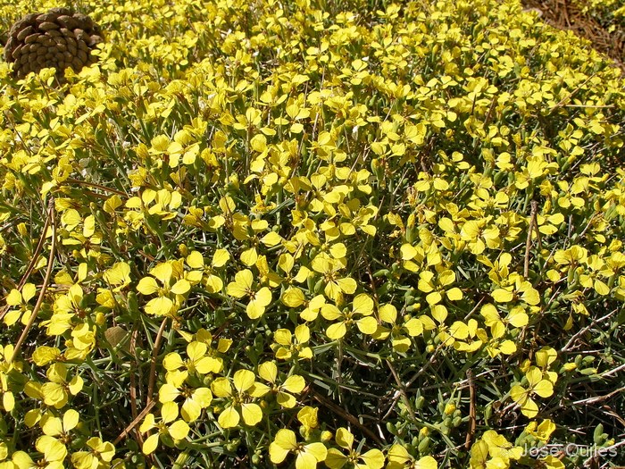 Sierra de Aitana, A
