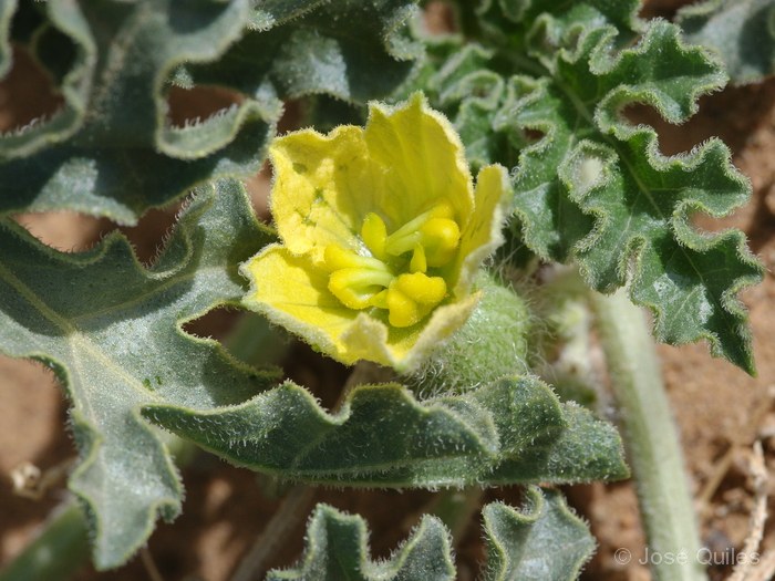 Tafilalt, Marruecos