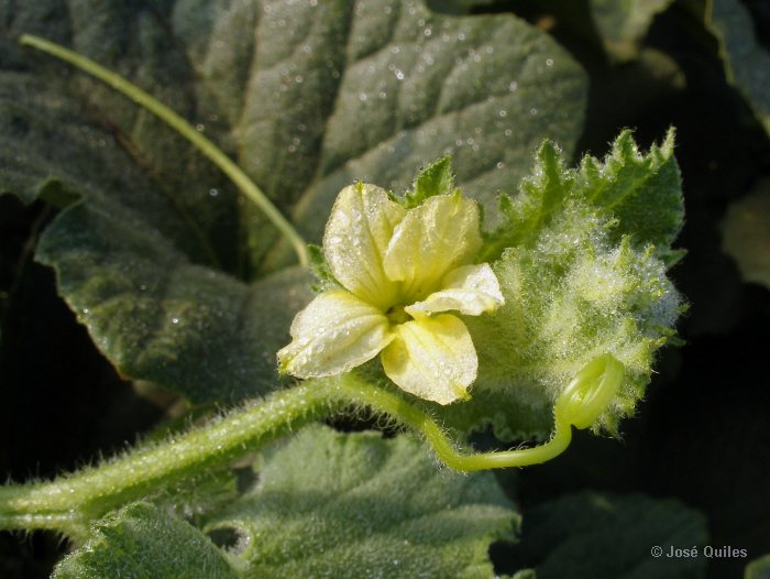 Huerta de Valencia