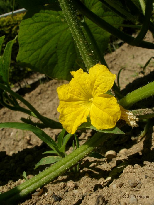 Cultivada