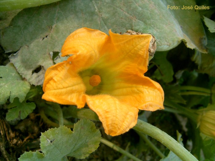 Huerta de Valencia