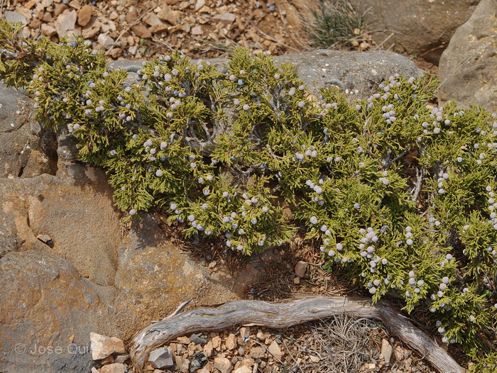 Sierra de El Toro, CS