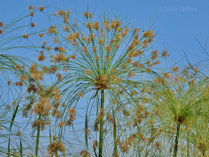Albufera de Valencia