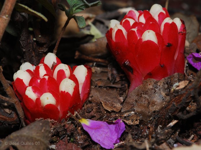 Sierra Espad�n, CS
