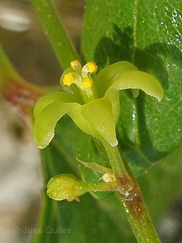 Sierra de Buixcarr�, V