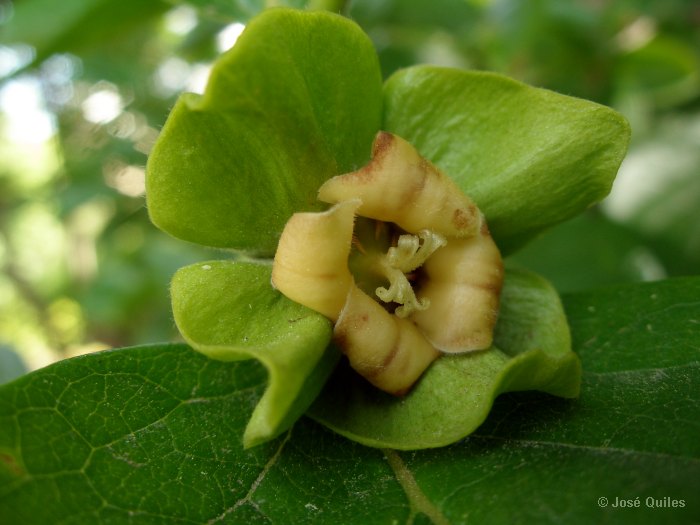 Cultivada
