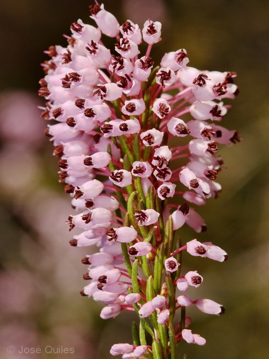 Sierra Espad�n, CS
