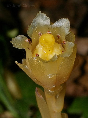Bosque de Irati, NA