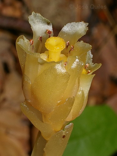 Bosque de Irati, NA