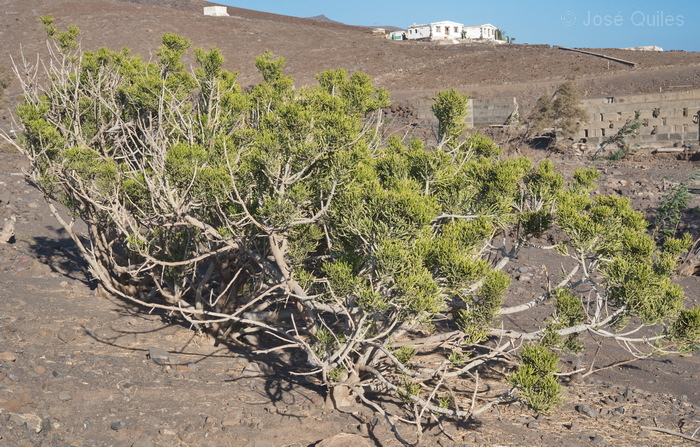 Pen�nsula de Jand�a, Fuerteventura