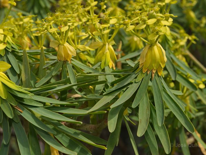 San Sebasti�n de la Gomera