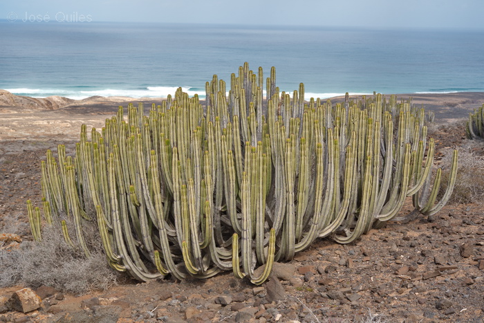 Pen�nsula de Jand�a, Fuerteventura