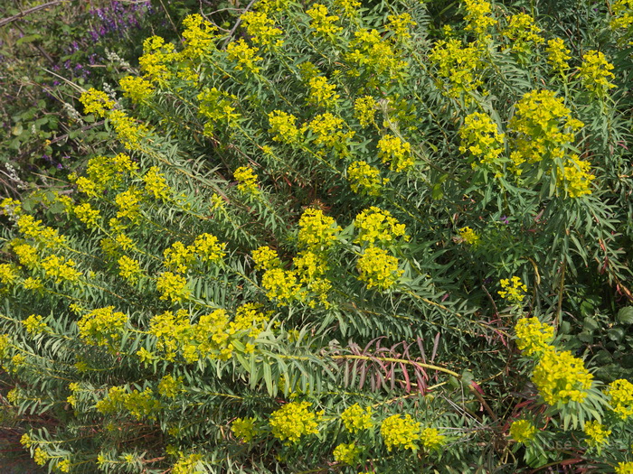 Valle dell'Anapo, Sicilia