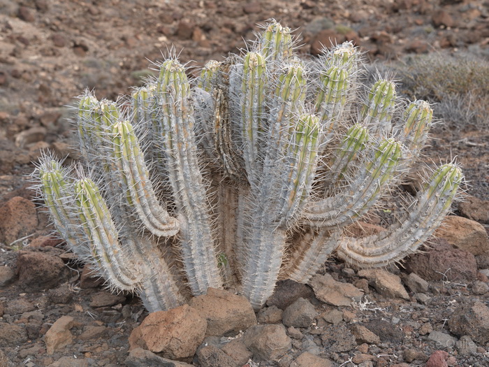 Pen�nsula de Jand�a, Fuerteventura