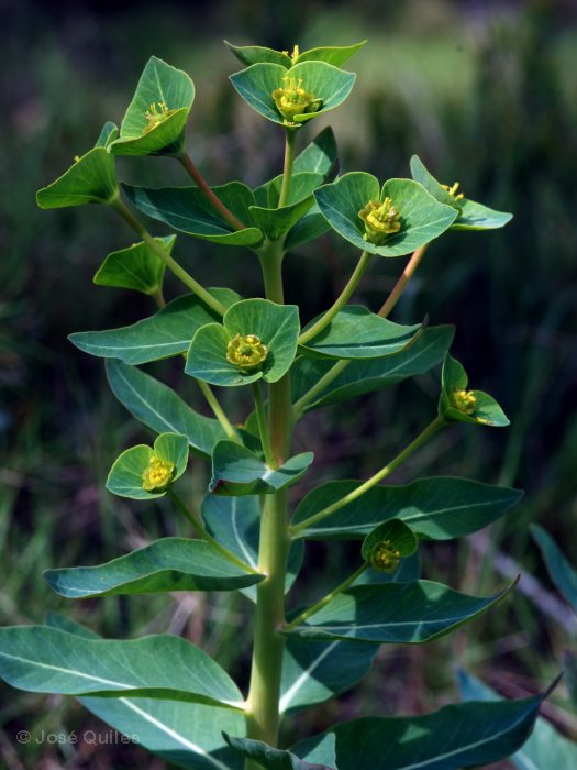 Sierra de Buixcarr�, V