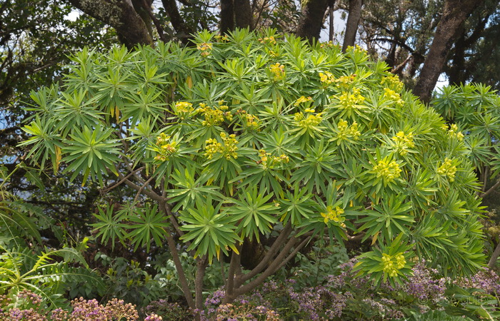 P.N. Garajonay, La Gomera