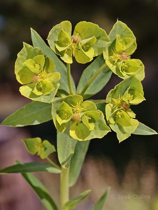 Devesa del Saler
