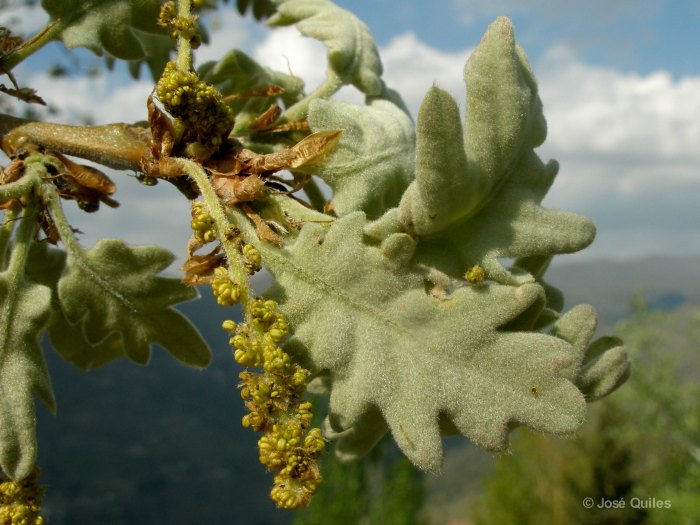 Sierra Espad�n, CS