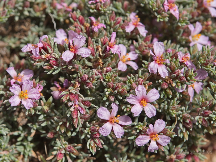 Betancuria, Fuerteventura