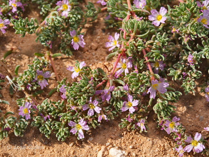 Sa R�pita, PM