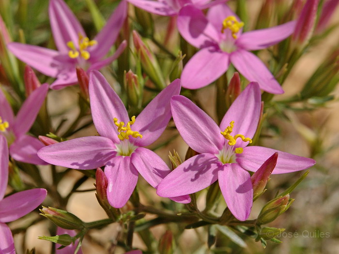 Sierra Espad�n, CS