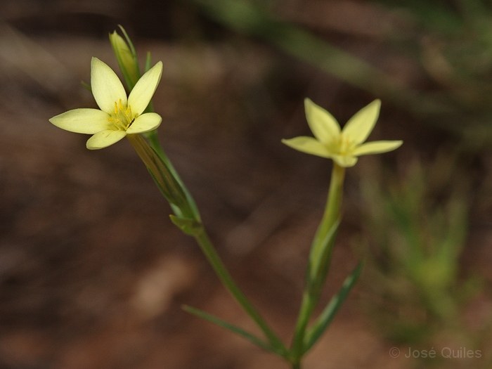Sierra de Buixcarr�, V