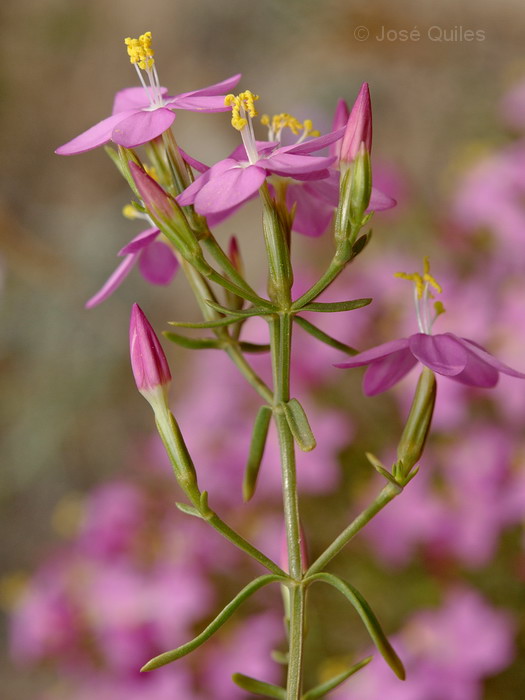 Devesa del Saler