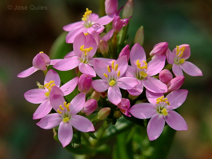 Sierra Espad�n, CS