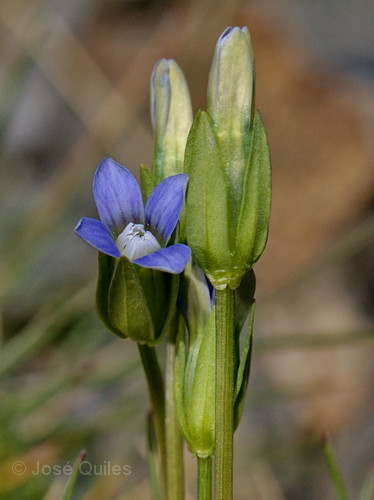 Comastoma tenellum