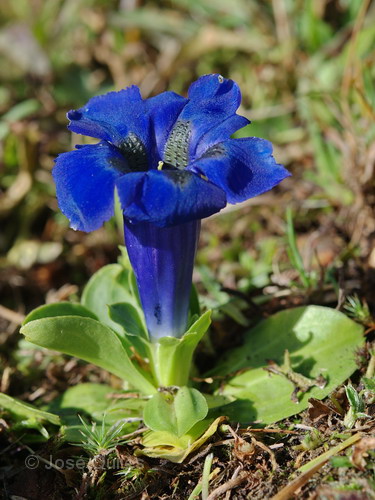 Gentiana acaulis